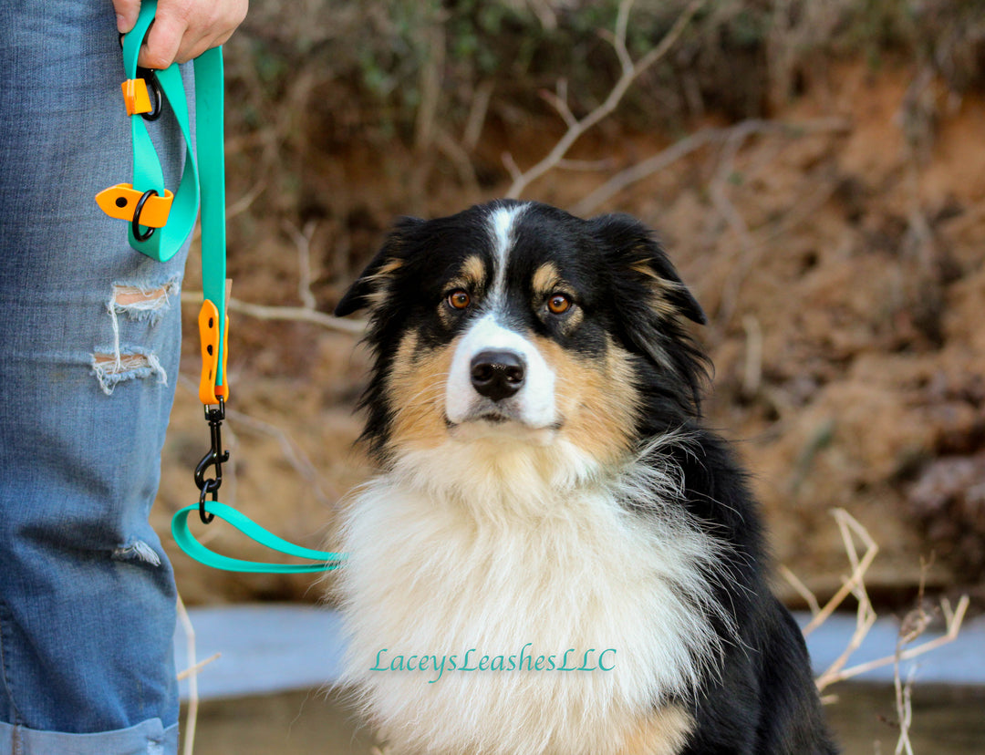 Hands free leash